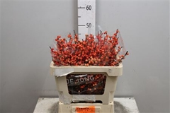 Ilex Oudijks Orange 50cm