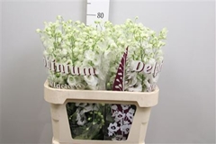 Delph El Dew Rocket 80cm 34