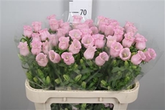 Camp M Pearl Pink 70cm