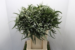 Eucalyptus Boula