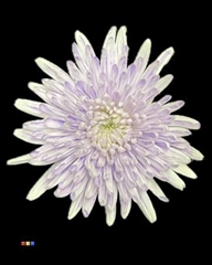 Chr G Topspin Dusty Pastel Milka