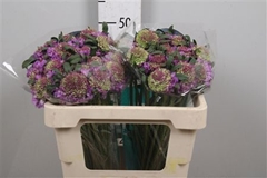 Scab At Bb Scoop Ube 50cm