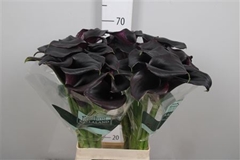 Zant Call Ceara 70cm 1gram