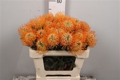 Leuco Soleil 50cm