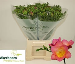 Fr En Wonderful Pink 22gr