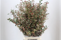 Kersebloesem P Bunch 110cm 400gram