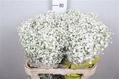 Gyps Pa Xlence 80cm 45gram