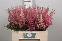 Astil C Romanze 60cm
