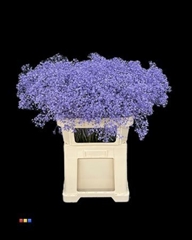 Gyps Xlence Milka
