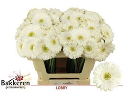 Germini Lobby 50cm 7cm Ø