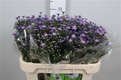 Ast Teeny Tiny Blue 70cm 20gram