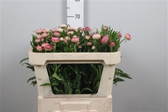 Helichrysum Ov 65cm