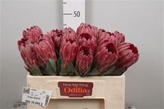 Protea Sharonet 50cm