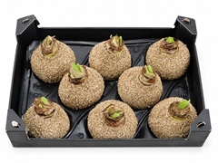 Hipp Bol Wax H%