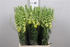 Antir Potomac Yellow 75cm