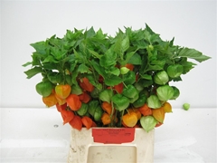 Physalis Lampion Tak