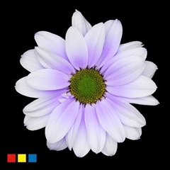 Chr T Kennedy Pastel Lilac