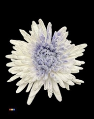 Chr G Marshmallow Purple