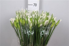 Ne Bo Biancaneve 70cm