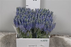 Muscari Blauw P St 26cm