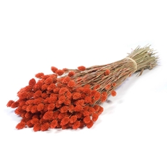 Siergr Ov Klb H% 55cm 200gram