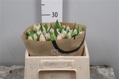 Tu Du Dreamer 30cm 25gram 13