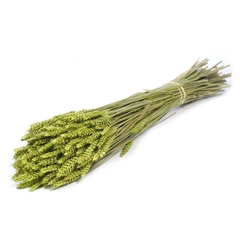 Siergr Ov Klb H% 55cm 240gram