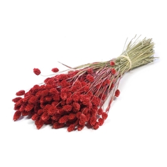 Siergr Ov Klb H% 55cm 200gram
