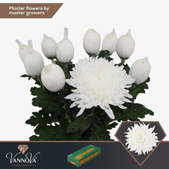 Chr G Stravina 70cm 100gram