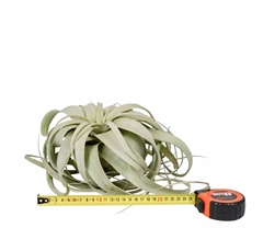 Tillandsia Xerograph 25Ø 25cm