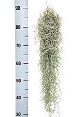 Tillandsia Ionantha 5Ø 50cm