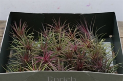 Tillandsia Ionantha 6Ø 6cm