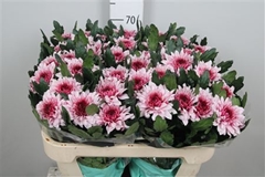 Chr G Pip Pretty 70cm 80gram