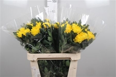 Chr G Fiebre 80cm 80gram