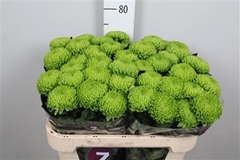 Chr G Alemani 70cm 95gram