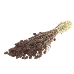 Siergr Ov Klb H% 55cm 200gram