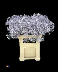 Gyps Xlence Light Milka