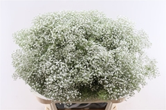 Gyps Pa Million Star 80cm 30gram
