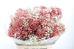 Gyps Colortreated 80cm 40gram
