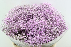 Gyps Colortreated 80cm 40gram