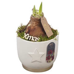 Arr Kerst