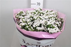 Lim S Silv Sun 70cm 34gram