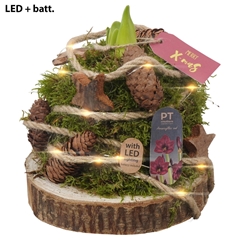 Arr Kerst