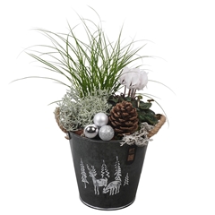Arr Tuinplanten 6% 19Ø 40cm