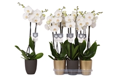 Phal White World 12Ø 60cm
