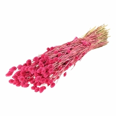 Siergr Ov Klb H% 55cm 200gram