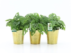 Monstera Obliqua 13Ø 25cm