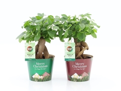 Ficus Microcarpa 12Ø 30cm