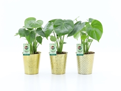 Monstera Deliciosa 13Ø 45cm