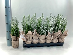 Cham L Ellwoodii 9Ø 30cm
